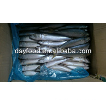 Board frozen pacific mackerel